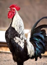 sexing-chicks-difference-male-female-pullet-rooster-crowing-age