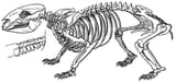 Wombatskelett_brehm