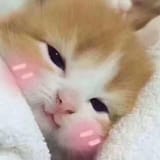 EWWgNljXQAIetpY