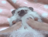 hedgehog-massage