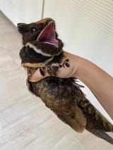 great-eared-nightjar-lyncornis-macrotis-recently-encountred-v0-e9ki8x4p4a9c1