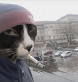 kot