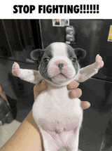dog-stop-fighting-please-tiny