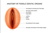 Female organs