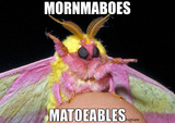 moarmn