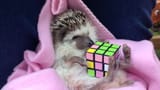 aHR0cDovL28uYW9sY2RuLmNvbS9oc3Mvc3RvcmFnZS9taWRhcy9mOGFkNjYwZDIwZDMzOTNmNDc3OGNlODU3ZTNmMDNmNC8yMDU5Njg5NzUvaGVkZ2Vob2cxLmpwZw==