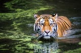 bengal-tiger-water