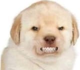 grr