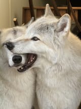 bite