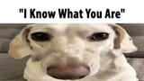 1750957583632