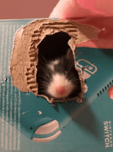 mouse-sniff-fancy-mouse