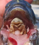 Cymothoa-exigua