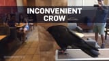 crow
