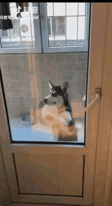 dancing-dog