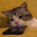 sad phone cat