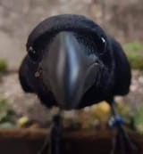 crow2