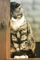 sad-cat-2-683x1024