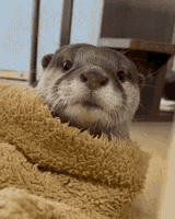 kiss-otter