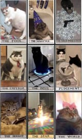 tarot cats
