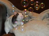 FB_IMG_1744502920994
