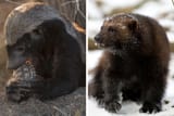honey-badger-vs-wolverine