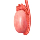 human testicle