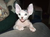 kitler189