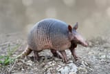 little armored one