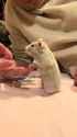 Video by hamster_ofins1136p1751077103590_All_Video_Downloader~2_thumb.jpg