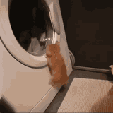 cat washingmachine