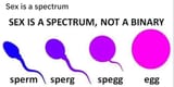 gamete-spectrum-sperm-sperg-spegg-egg-2019-SCMcGurk-926929793