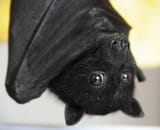 d38d32459c5caaeaf8d3e9772f430e77--baby-bats-wild-animals