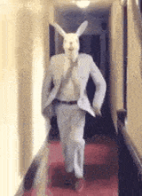 bunny