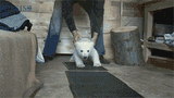 bears-cute