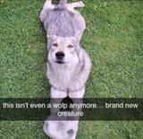 GWPfxAkWoAACjvo