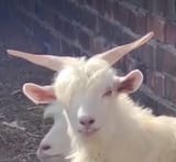 GGUYhZSXEAAelO-