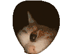 kitty-transparent