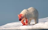 polar bear covered in blood