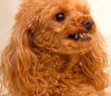 poodle (3)