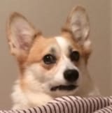 corgi