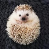 HedgeHeroImage