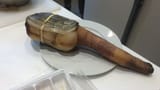geoduck