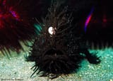 frogfish