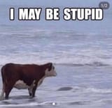 i-may-be-stupid-v0-mmpv8am8p0ib1