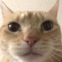 niggawtf