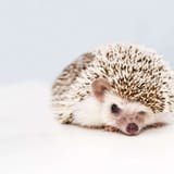 hedgehog-names