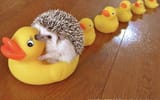 hedgehog_rubber_ducks