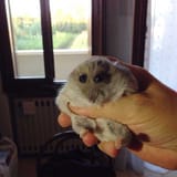 NO_SQUEEZE_THE_HAMMY
