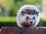 hedgehog-looking-royalty-free-image-822390428-1531431281