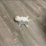 splort